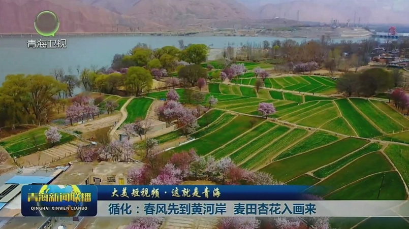 【大美短視頻·這就是青海】循化：春風(fēng)先到黃河岸 麥田杏花入畫來