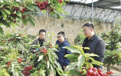 【萬(wàn)名干部下鄉(xiāng)】旱地灣里櫻桃紅——海東市樂(lè)都區(qū)高廟鎮(zhèn)干部入村宣講中央一號(hào)文件精神