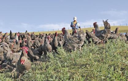 【祖国好 家乡美】芦花鸡“飞”出草原