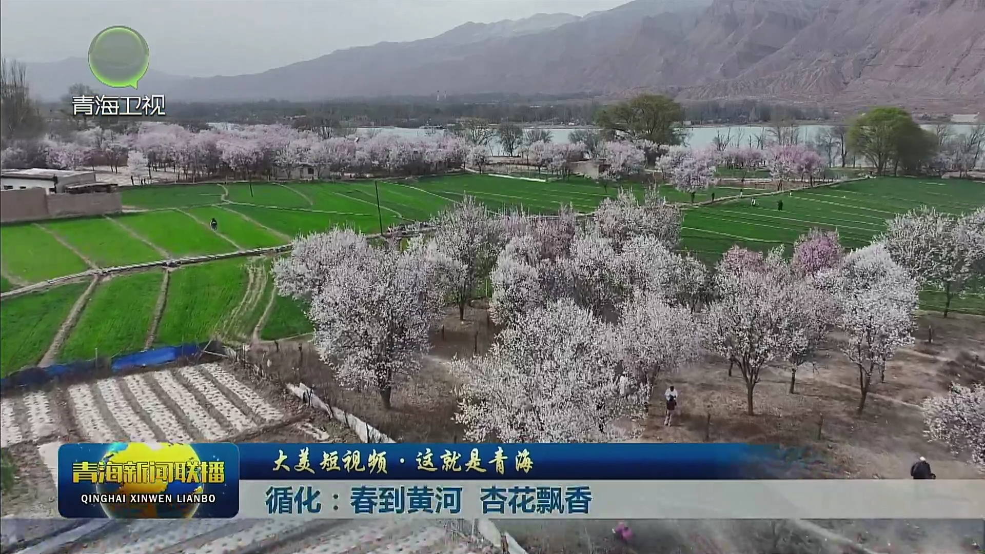 【大美短視頻·這就是青?！垦捍旱近S河 杏花飄香