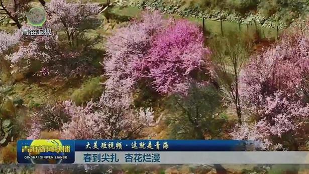 【大美短視頻·這就是青?！看旱郊庠?杏花爛漫