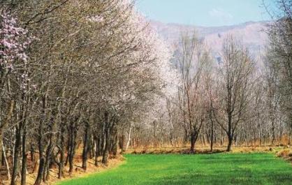 海东市踏青赏花系列活动在化隆拉开帷幕 一河清韵映春光 十里杏花迎客来