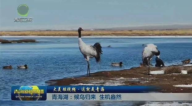 【大美短視頻·這就是青海】青海湖：候鳥歸來 生機盎然
