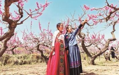 一树繁花百业兴 海东“花经济”绽放新活力