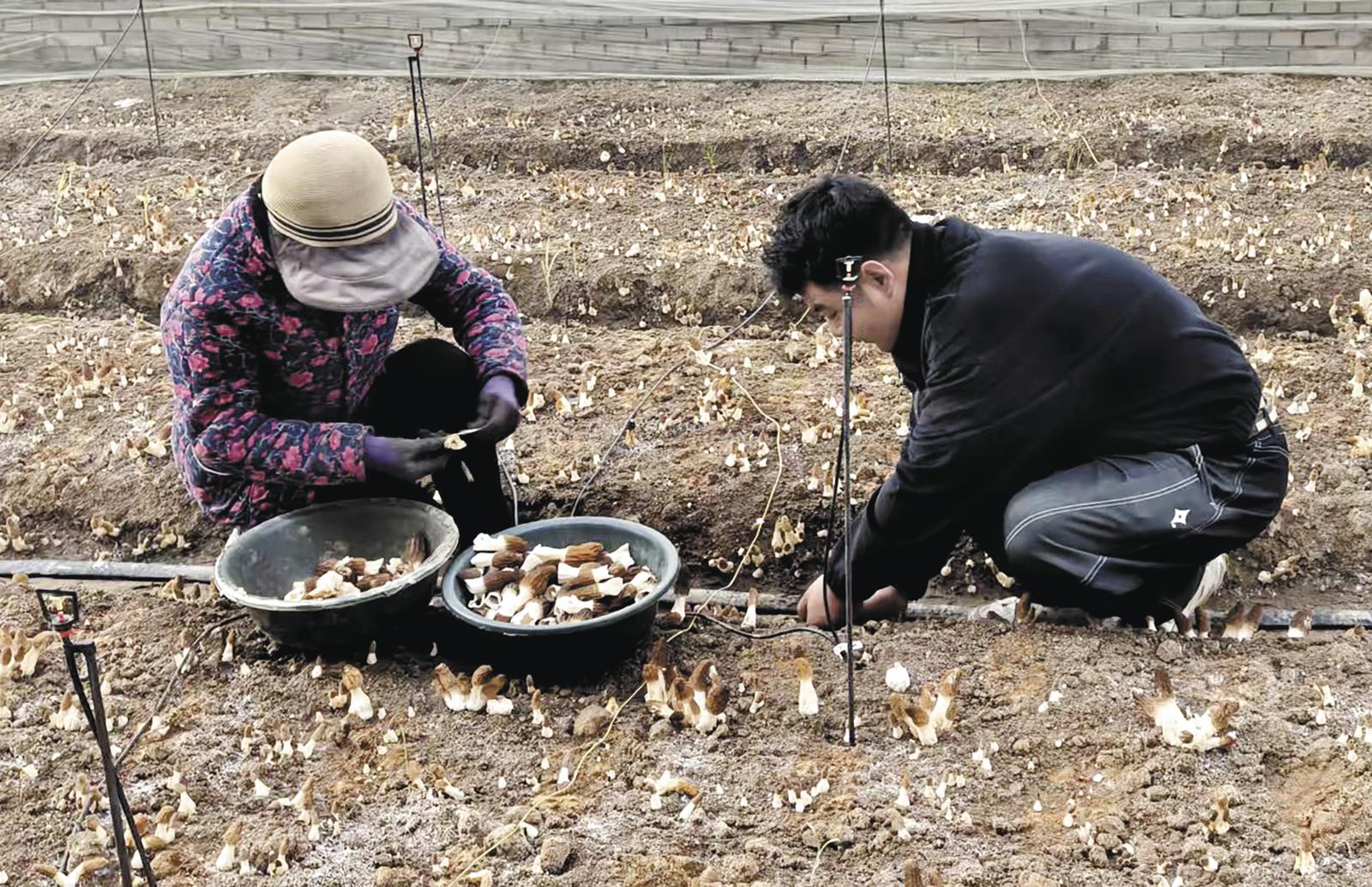 盐碱地上的春天