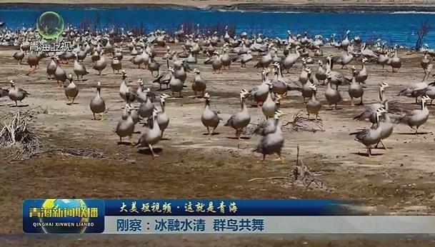 【大美短视频·这就是青海】刚察：冰融水清 群鸟共舞
