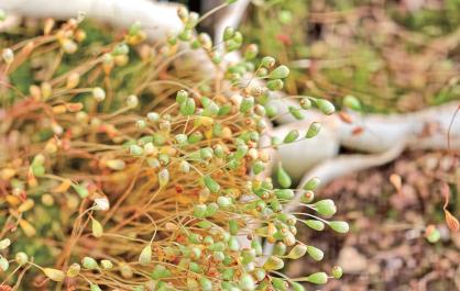 迁地保护植物5200余种 西宁植物园里的“绿意密码”