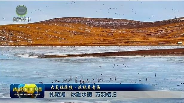 【大美短视频·这就是青海】扎陵湖：冰融水暖 万羽栖归