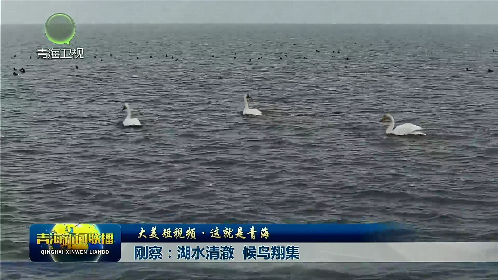 【大美短视频·这就是青海】刚察：湖水清澈 候鸟翔集