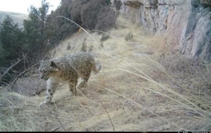 亞成體雪豹現(xiàn)身青海湖