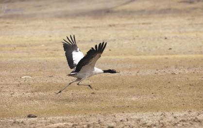隆寶灘：高原濕地的“鳥類天堂”