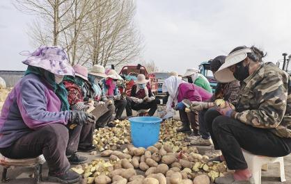 播种马铃薯 收获新希望