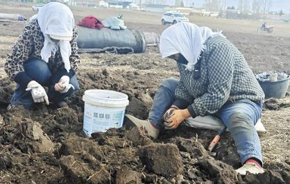 小蕨麻挖出大产业