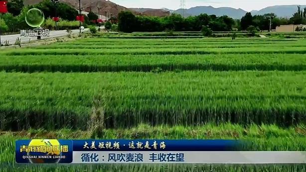 【大美短视频·这就是青海】循化：风吹麦浪 丰收在望