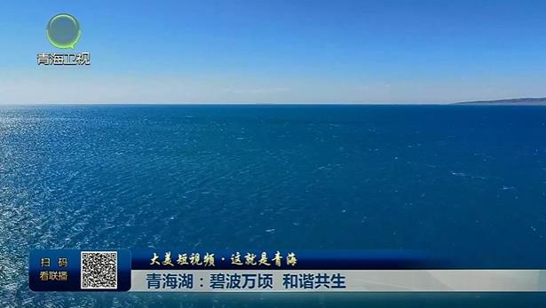【大美短视频·这就是青海】青海湖：碧波万顷 和谐共生