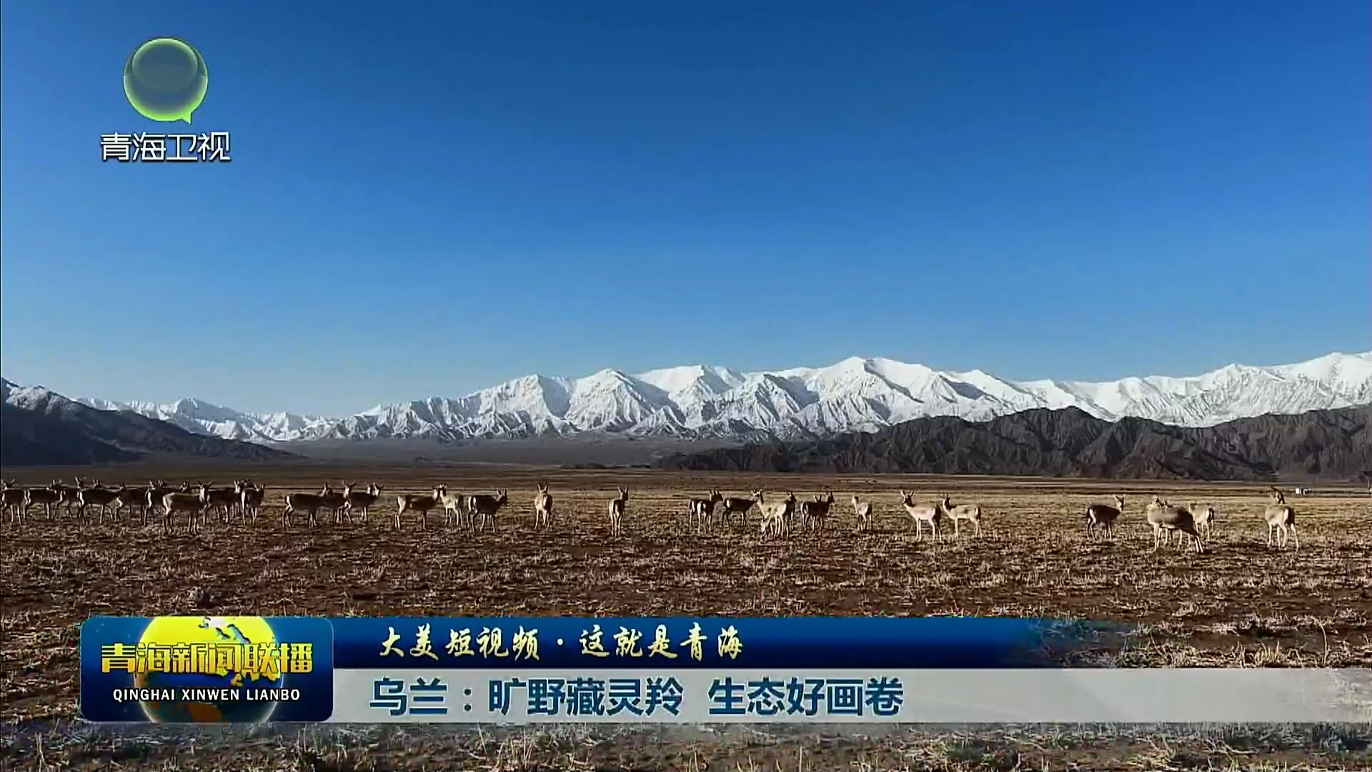【大美短视频·这就是青海】乌兰：旷野藏灵羚 生态好画卷