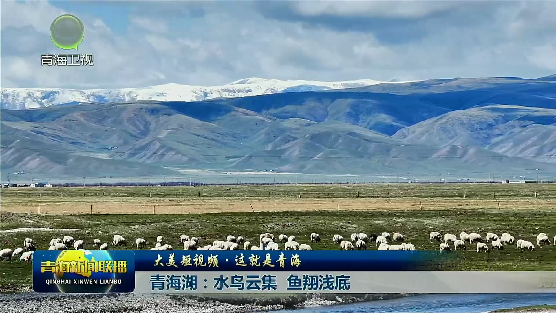【大美短视频·这就是青海】青海湖：水鸟云集 鱼翔浅底