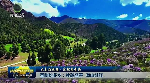 【大美短视频·这就是青海】互助松多乡：杜鹃盛开 满山绯红