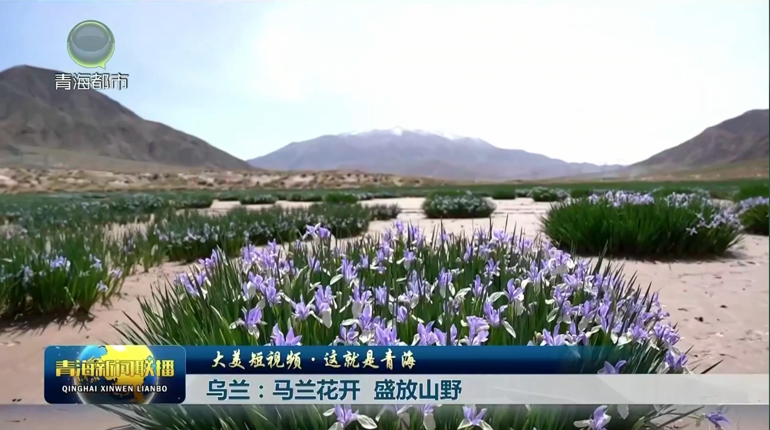 【大美短视频·这就是青海】乌兰：马兰花开 盛放山野