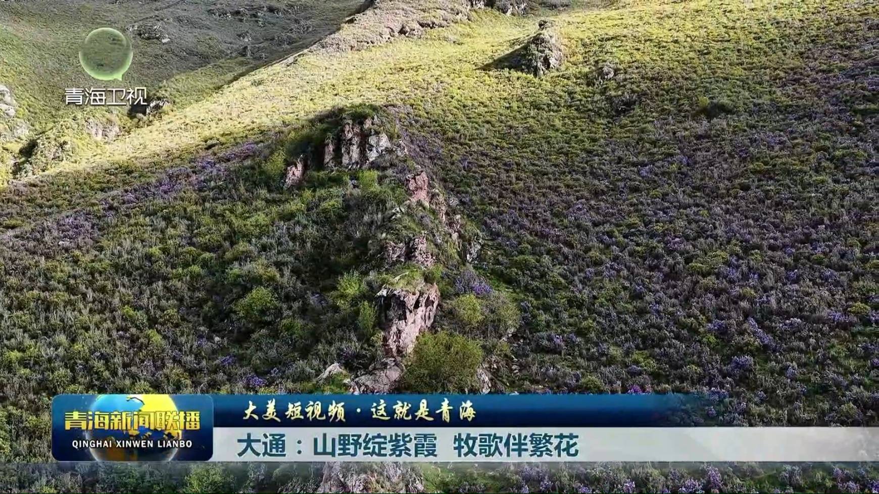 【大美短视频·这就是青海】大通：山野绽紫霞 牧歌伴繁花