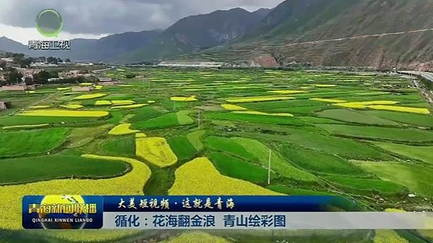 【大美短视频·这就是青海】循化：花海翻金浪 青山绘彩图