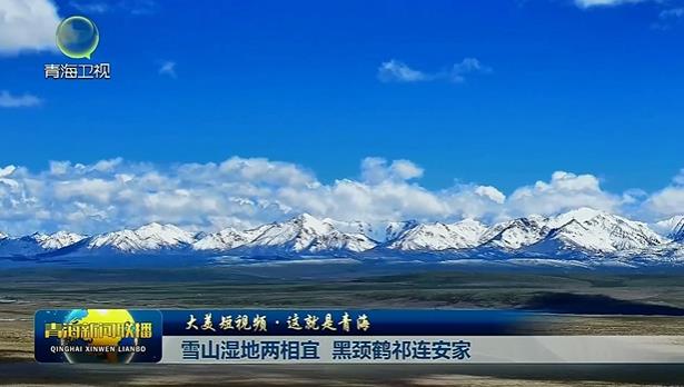 【大美短视频·这就是青海】雪山湿地两相宜 黑颈鹤祁连安家