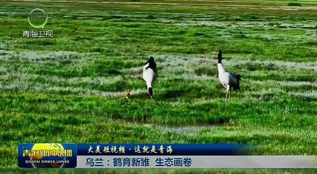 【大美短视频·这就是青海】乌兰：鹤育新雏 生态画卷