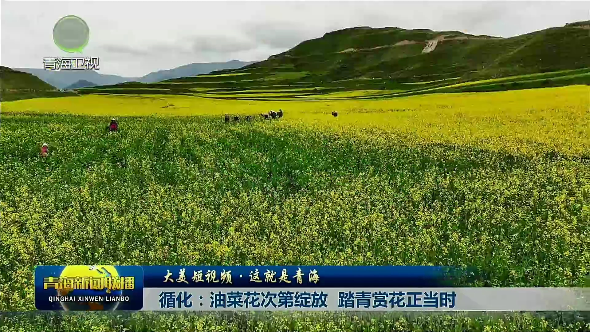 【大美短视频·这就是青海】循化：油菜花次第绽放 踏青赏花正当时