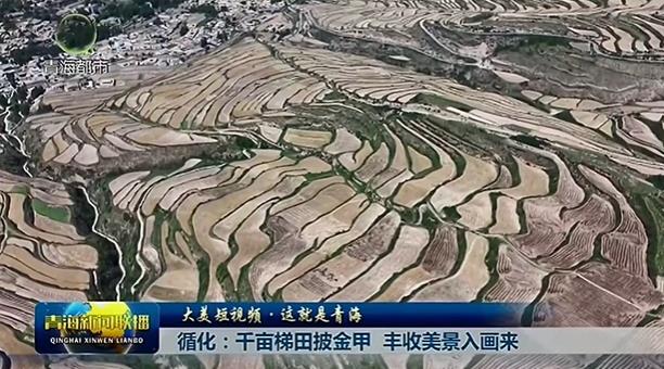 【大美短视频·这就是青海】循化：千亩梯田披金甲 丰收美景入画来