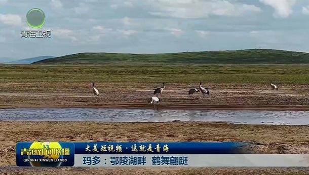 【大美短视频·这就是青海】玛多：鄂陵湖畔 鹤舞蹁跹