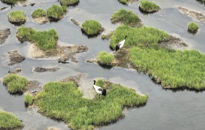隆宝滩湿地：黑颈鹤漫步 赤麻鸭觅食