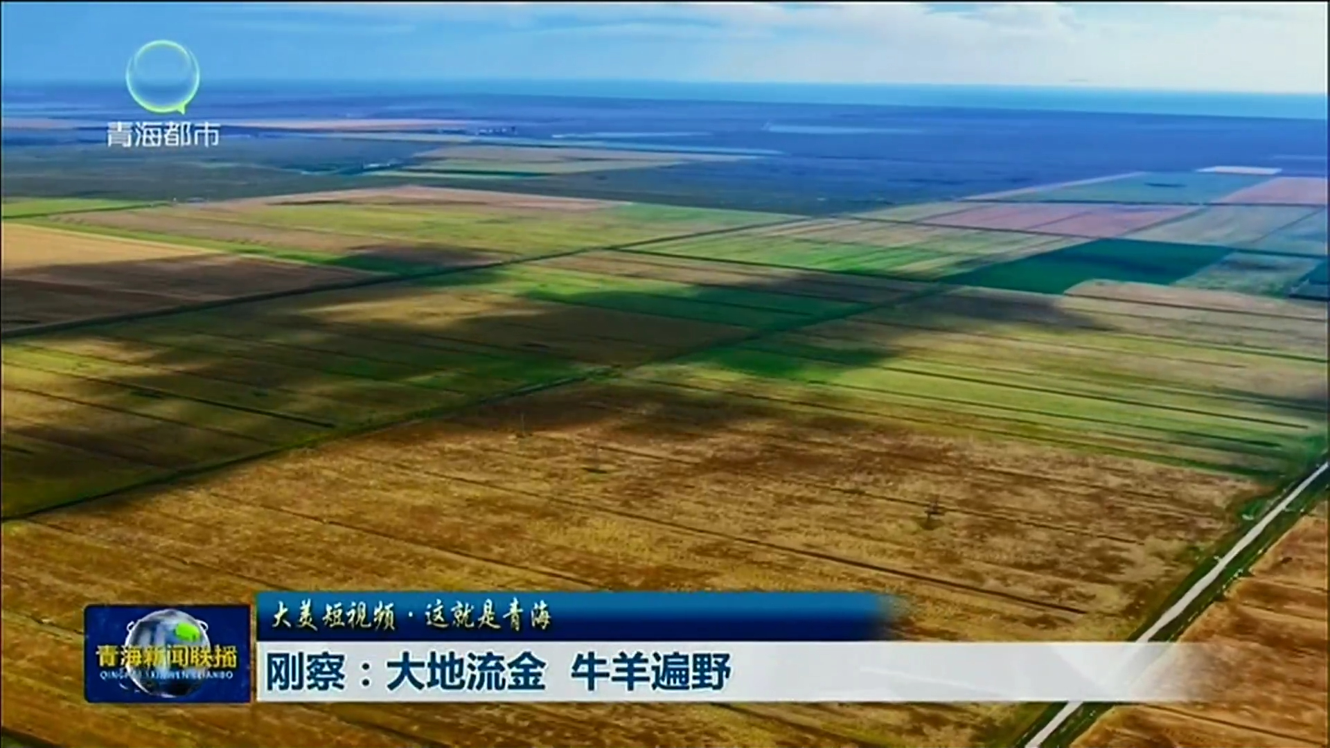 【大美短视频·这就是青海】刚察：大地流金 牛羊遍野