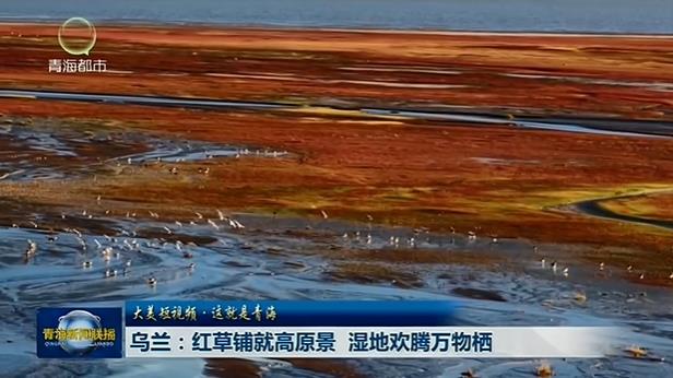 【大美短视频·这就是青海】乌兰：红草铺就高原景 湿地欢腾万物栖