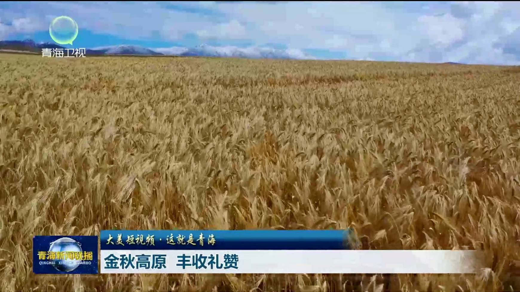 【大美短視频·这就是青海】金秋高原 丰收礼赞