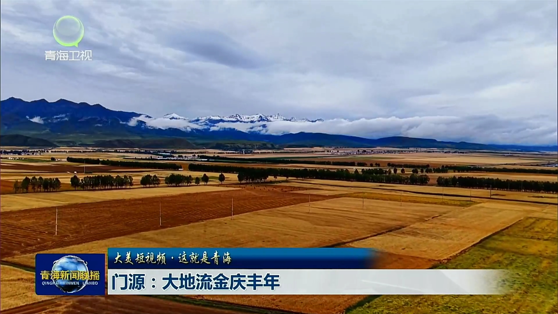 【大美短视频·这就是青海】门源：大地流金庆丰年