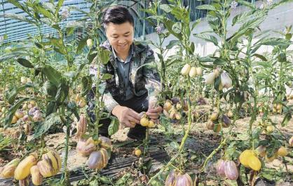 北山村种出沙漠人参果